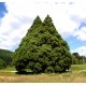 山形県 さけがわむら
