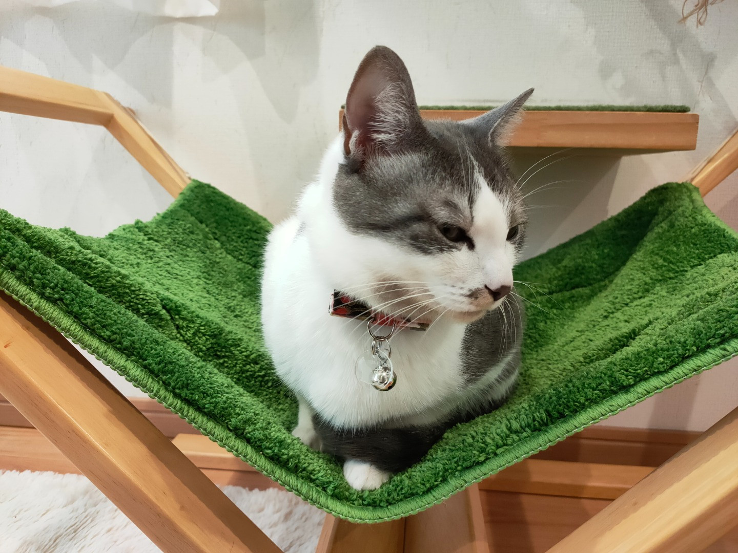 お礼の品なし】里親募集型保護猫カフェの支援（動物愛護） - 高知県日 