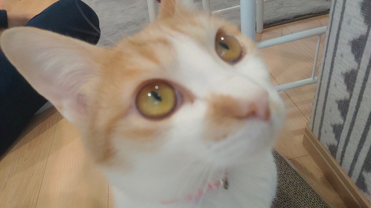お礼の品なし】里親募集型保護猫カフェの支援（動物愛護） - 高知県日 