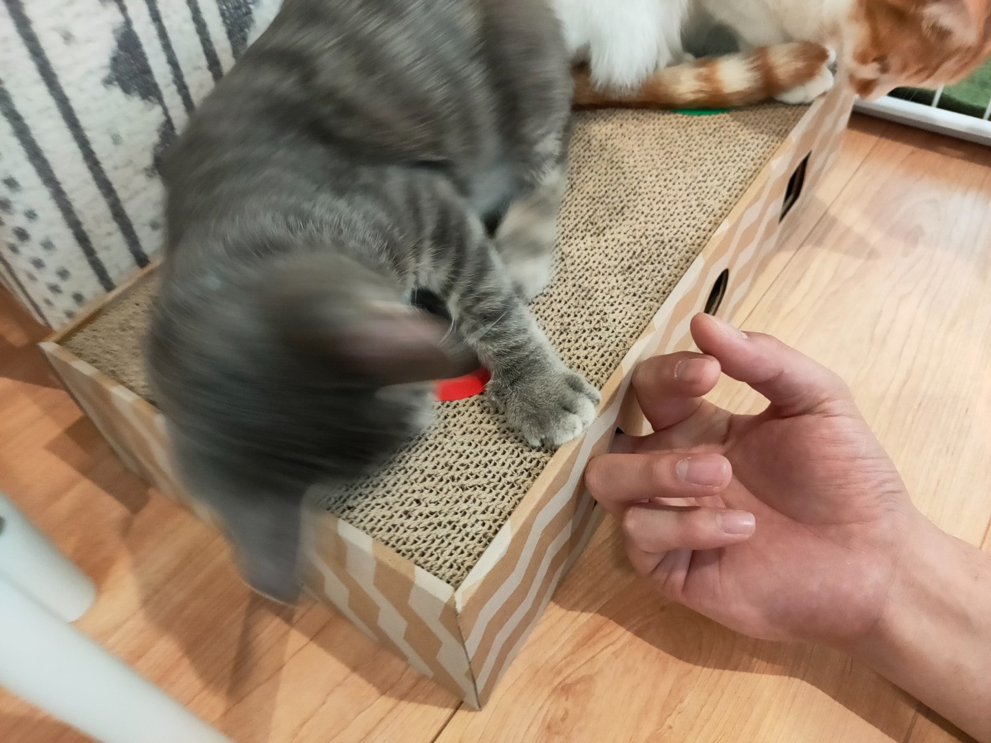 お礼の品なし】里親募集型保護猫カフェの支援（動物愛護） - 高知県日 