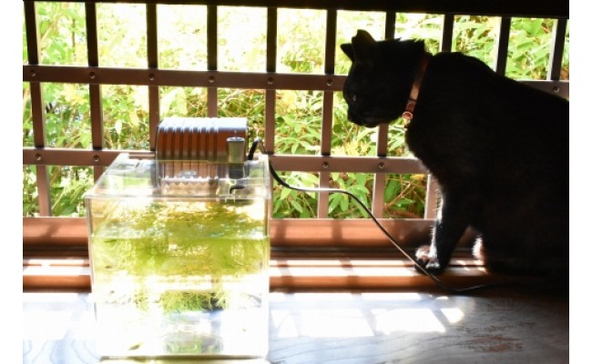 紀州産めだか彩り５匹セット＋初めての飼育セット付(事前準備ご不要 