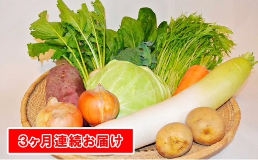 №5659-1193]【定期便】季節の有機野菜「詰合せセット」（10種×3回 