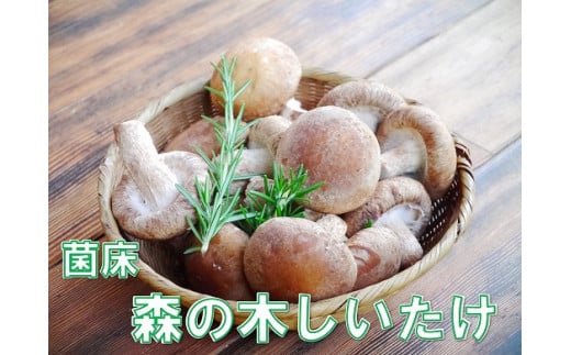 淡路島産の菌床生椎茸（しいたけ） 上品なスタイル - 山菜・きのこ