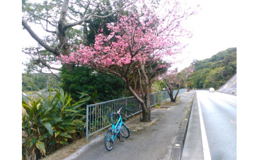 レンタカーでは行けない綺麗な所を走りたい！レンタサイクル1日プラン 