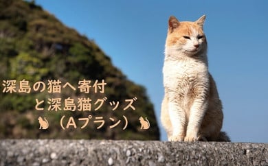 お礼の品なし】里親募集型保護猫カフェの支援（動物愛護） - 高知県日 