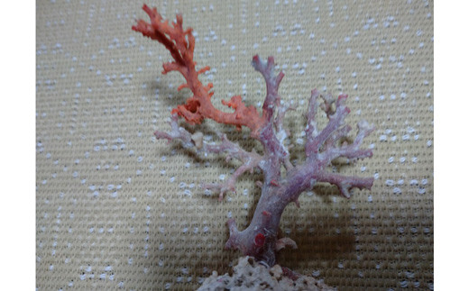 海の秘宝珊瑚：珊瑚の原木07