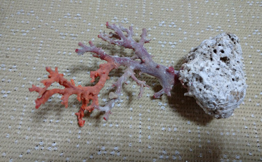 海の秘宝珊瑚：珊瑚の原木07 - 高知県宿毛市｜ふるさとチョイス - ふるさと納税サイト