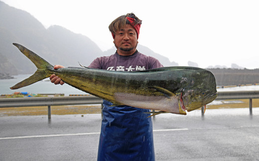 ヒュー！ヒュー！シイラ＃1.5kg＃奄美大島・大和村産 - 鹿児島県大和村 