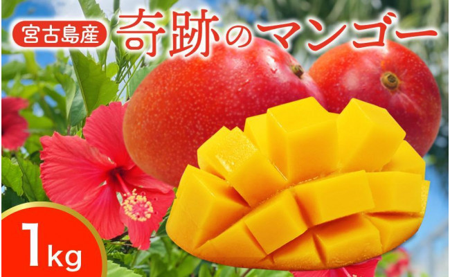 2022年発送【宮縁果樹園】宮古島産 奇跡のマンゴー 1kg お手頃 - 沖縄