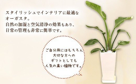 オーガスタ 観葉植物 角鉢 横約15cm×高さ約30cm 6寸 植物 インテリア ガーデン - 熊本県高森町｜ふるさとチョイス - ふるさと納税サイト