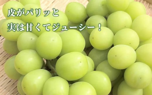 シャインマスカット 1.2kg以上 ［JAながの］ 果物 フルーツ 旬 ぶどう ブドウ くだもの 葡萄 長野県小布施町産 種なし 先行予約 数量限定  クール便 冷蔵便 産地直送 フルーツハリウッド 令和6年産 【2024年10月発送】 ［B-301］ - 長野県小布施町｜ふるさとチョイス ...