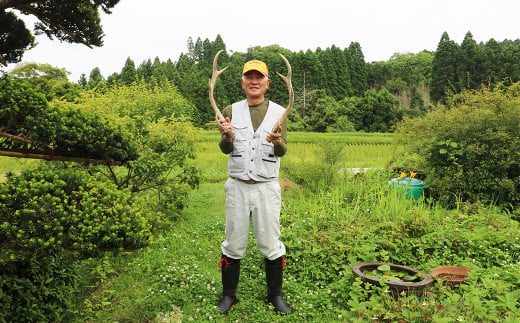 ジビエクラフト】天然素材の手づくりキーホルダー 日本鹿の角 [0006-0044]｜ふるラボ
