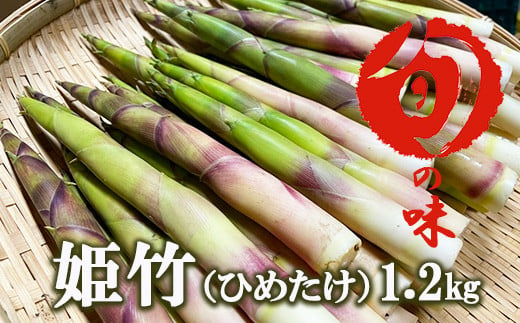 根曲がり竹 姫竹 たけのこ 6 7収穫 高級品 新発売の - 野菜