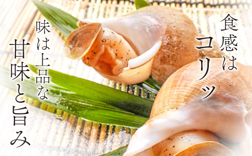 日本海の新鮮ばい貝 1kg【魚介類 魚貝類 貝類 バイ貝 白バイ貝 1kg 新鮮 日本海 おつまみ 煮付け バター焼き 酒蒸し 刺身 高タンパク  低脂肪 冷蔵】 - 島根県益田市｜ふるさとチョイス - ふるさと納税サイト