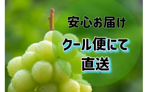 先行受付】訳あり 山梨県産 シャインマスカット 粒にてお届け 約1kg [斎庵 山梨県 韮崎市 20742297] 果物 フルーツ 山梨 ぶどう  マスカット ブドウ 葡萄 家庭用 規格外 期間限定 季節限定 冷蔵 - 山梨県韮崎市｜ふるさとチョイス - ふるさと納税サイト