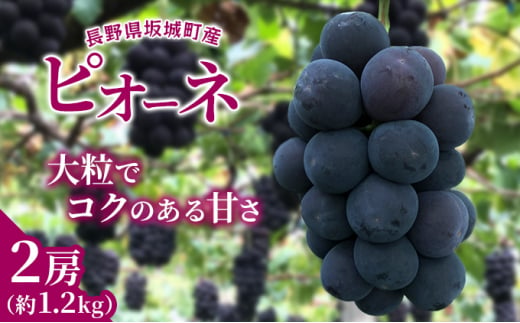 [№5729-0458]ピオーネ 約1.2kg 2房 長野 坂城町産 ぶどう K＆Y農園 ブドウ フルーツ 果物【 果物類 】 -  長野県坂城町｜ふるさとチョイス - ふるさと納税サイト