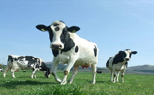 1851.牛のおっぱいミルク５本セット 渡辺体験牧場 - 北海道弟子屈町｜ふるさとチョイス - ふるさと納税サイト