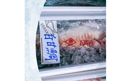 白 甘鯛 1.3～1.5kg 冷蔵 高級 魚 鮮魚 シロ アマダイ 鯛 下処理 済み 新鮮 下関 唐戸市場 直送 - 山口県下関市｜ふるさとチョイス  - ふるさと納税サイト