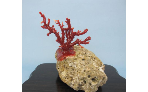 珊瑚職人館の珊瑚の原木・拝見・置物（g56）|027_有限会社 森珊瑚