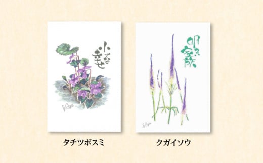 絵葉書 はがき オリジナル 5枚 ハガキ 可愛い ギフト 花 植物|