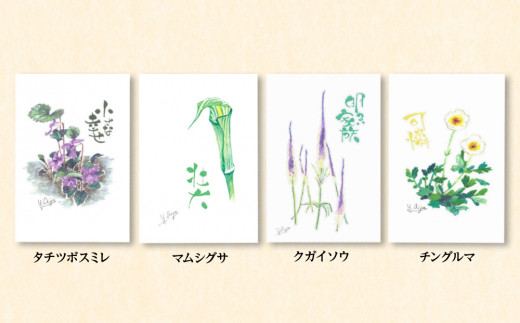 絵葉書 はがき オリジナル 10枚 セット ハガキ 可愛い ギフト 風景 花 植物|