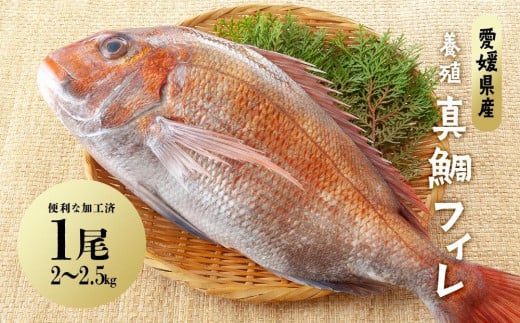 愛媛県産養殖真鯛フィレ2枚（お頭付き冷凍）【魚 お魚 さかな 食品 人気 おすすめ 送料無料】 / 愛媛県内子町 | セゾンのふるさと納税