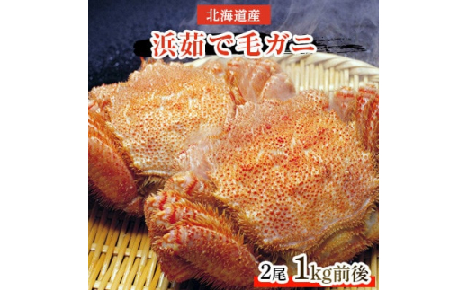 函館浜茹で毛ガニ 500g魚介 - 魚介