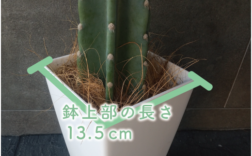 観葉植物】ブルーサボテン40cm～50cmプラスチック鉢(Green Base/014-1475) 南国鹿児島県で育った 観葉植物！植物 鉢付  インテリア 室内 オフィス おしゃれ プレゼント ギフト 開店祝い 移転祝い マイナスイオン【配送不可地域：北海道・沖縄県・離島】 - 鹿児島県指宿市  ...