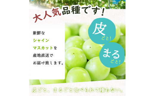 紀州和歌山産 シャインマスカット 約1kg ※2024年8月中旬～9月下旬頃に順次発送 ※日付指定不可 ぶどう ブドウ 葡萄 マスカット 果物  くだもの フルーツ 人気 - 和歌山県すさみ町｜ふるさとチョイス - ふるさと納税サイト