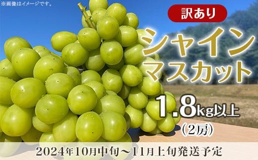 訳あり】シャインマスカット 2房（1.8kg以上）【2024年10月中旬～11月上旬発送予定】（星のさと・ぶどう工房） / 岡山県井原市 |  セゾンのふるさと納税