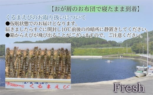 発送月が選べる】東興のくるまえび600g入【C2-023】 車海老 くるまえび 車えび 活きくるまえび 活き車えび えび エビ 養殖 刺身 塩焼き  天ぷら 常温 贈答用 松浦市 送料無料 - 長崎県松浦市｜ふるさとチョイス - ふるさと納税サイト