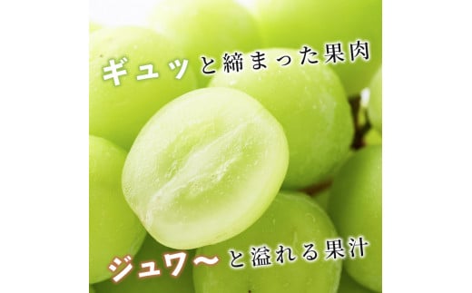 志賀高原の麓で育った シャインマスカット 3～5房 約2kg 2024年（R6年）10月1日～15日頃出荷予定※お届け日時指定不可【 ぶどう フルーツ  果物 デザート 長野県 長野 】 - 長野県山ノ内町｜ふるさとチョイス - ふるさと納税サイト