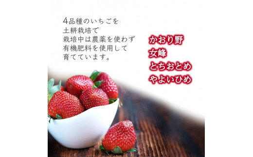 厳選いちご 2ケース かおり野 女峰 とちおとめ やよいひめ - 千葉県白井市｜ふるさとチョイス - ふるさと納税サイト