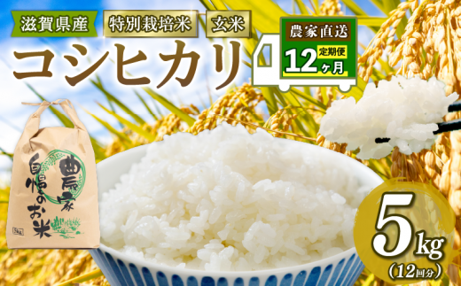 こしひかり 米 5kg 玄米 定期便 12ヶ月 コシヒカリ 定期 12か月 2023年産 滋賀県 竜王町 令和5年産 国産 農家直送 特別栽培米  コシヒカリ 2023年産 5kg × 12回 計 60kg 国産 農家直送 環境こだわり お試し用 お米 こめ おこめ 農家直送 産地直送