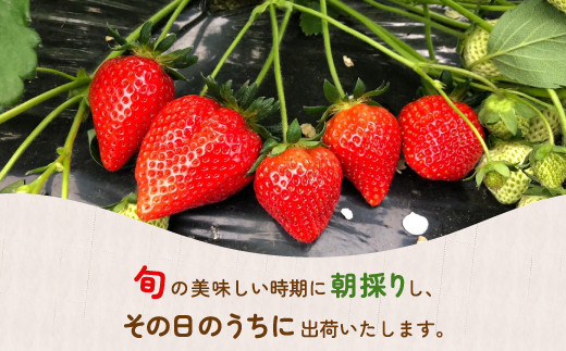 北海道内限定配送】いちご「けんたろう」250g×4パック 【ふるさと納税 人気 おすすめ ランキング 果物 いちご苺 イチゴ 国産いちご 国産苺  けんたろう セット 道内限定 おいしい 美味しい 北海道 豊浦町 送料無料】 TYUF004 - 北海道豊浦町｜ふるさとチョイス - ふるさと ...