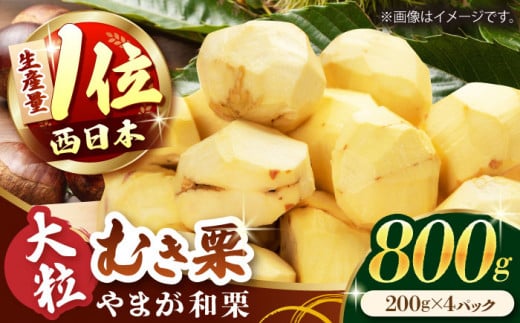 先行予約】やまが和栗 大粒むき栗 800g（200g×4pc）小分け【古川農園】和栗 栗 むき栗 くり クリ 大粒 国産 熊本県産 [ZES001]  - 熊本県山鹿市｜ふるさとチョイス - ふるさと納税サイト