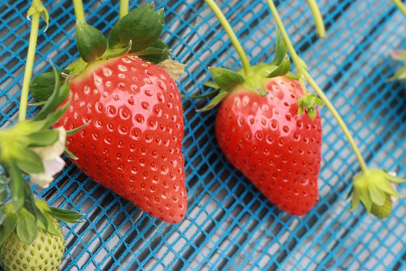 丹精込めて育てています