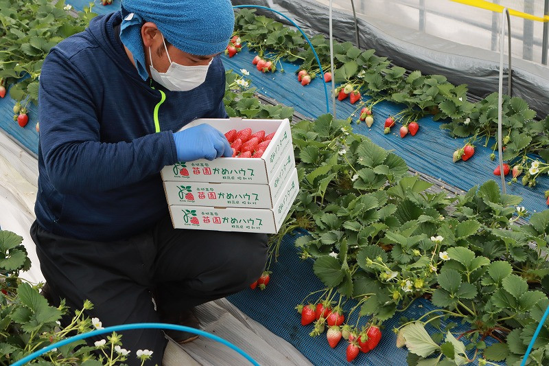 よく熟れたいちごを発送する日に収穫します