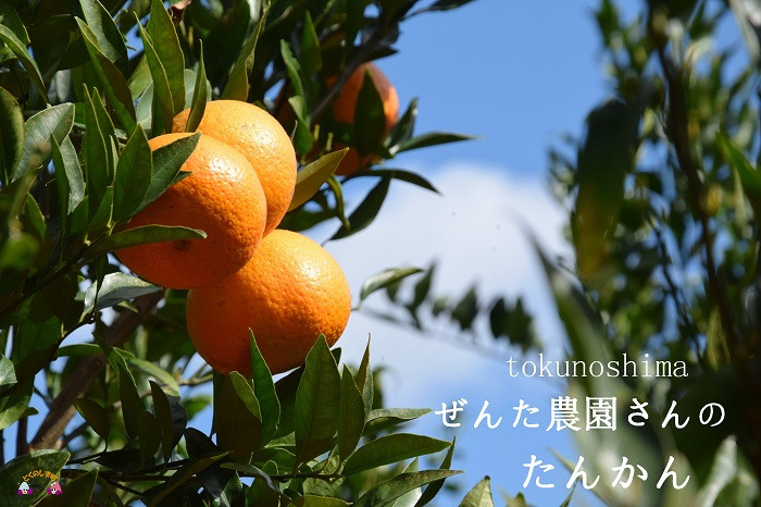 鹿児島県徳之島のぜんた農園さんから全国各地に直送でお届け致します。