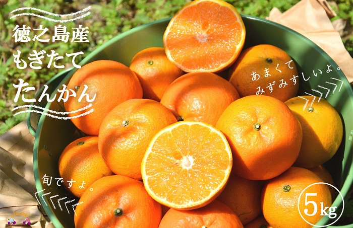 太陽をいっぱい浴びて育ったたんかんを島の農家さんから直送でお届け致します。