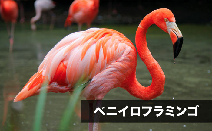 長崎県 動物園 バイオパーク