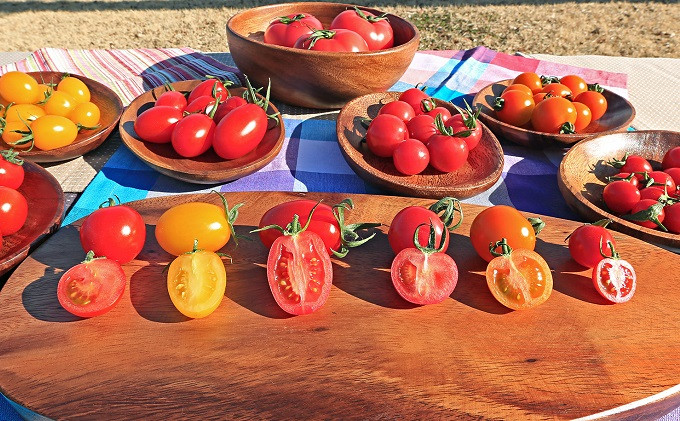 新鮮 採れたて トマト 食べ比べセット 3kg（500g×6袋）