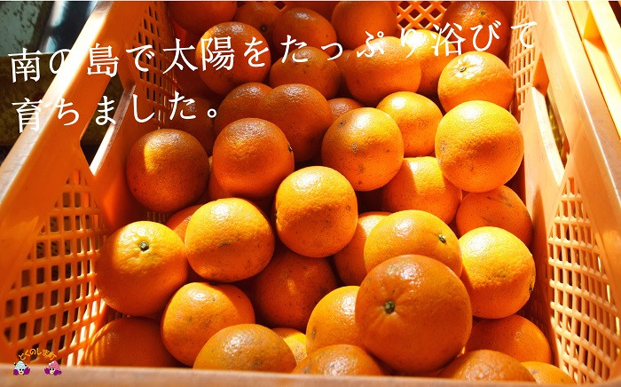 直島果樹園さんでは、ひとつひとつ丁寧にたんかんを育てられています。