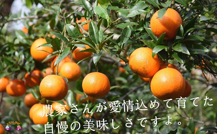 農家さん自慢のたんかんは、2月後半～3月にかけて収穫のピークを迎えます！今が旬ですよ！