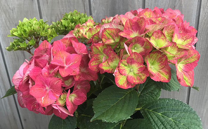 【先行予約】 アジサイ マスカレード (変色・緑から赤) 5号鉢 | 花 お花 あじさい 紫陽花 グリーン レッド 緑 赤 5号