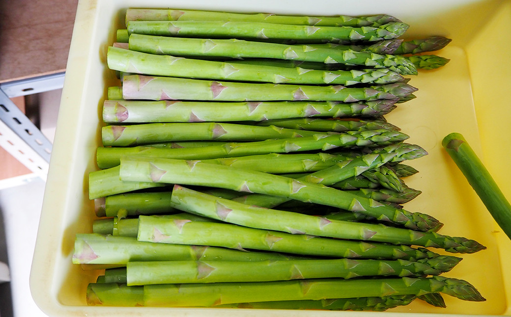 夏芽 アスパラガス 直方産 アスパラ Lサイズ 約1.5kg