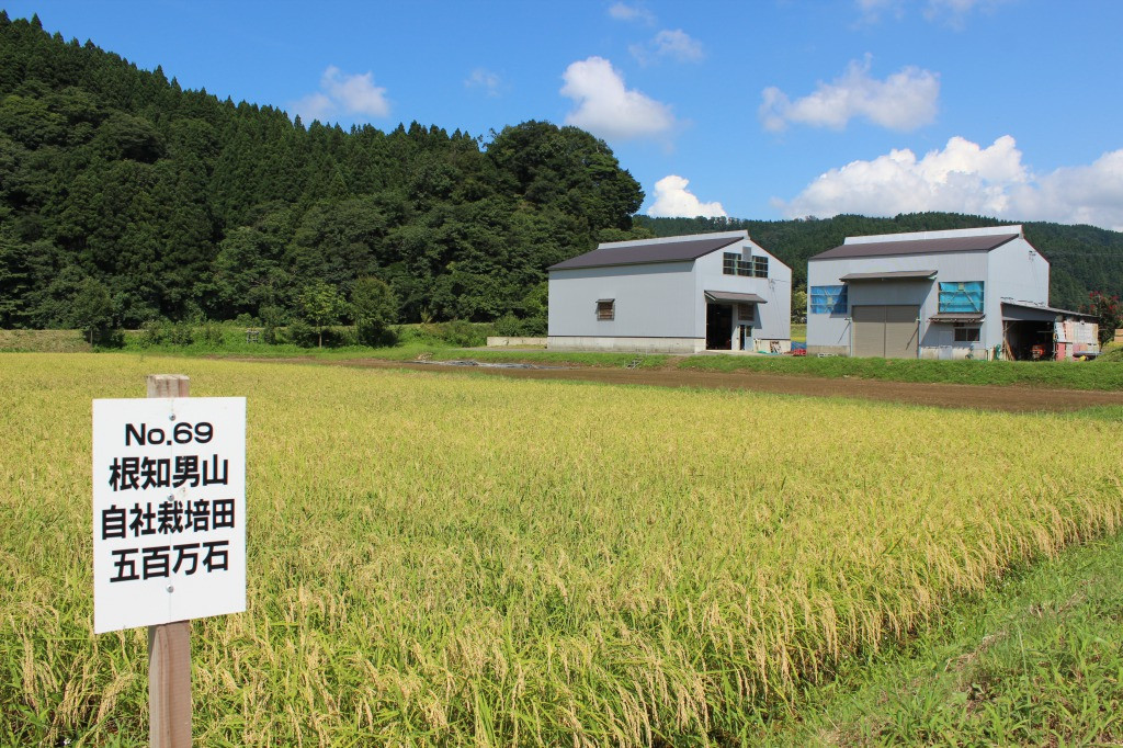苗作りから収穫まですべて自社で行い無農薬栽培にも取り組んでいます