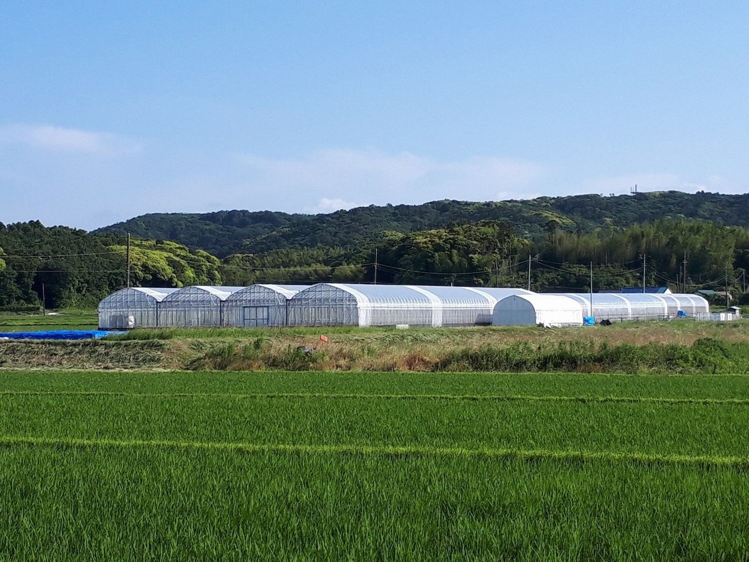 君津・三舟山の麓にある農園です。