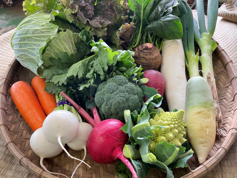 10月~4月にお送りする野菜の一例。