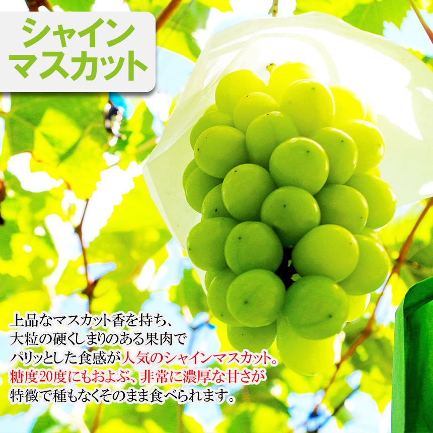 旬な梨をお届けいたします！